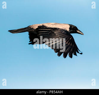 Cornacchia Mantellata (Corvus cornix) in volo Foto Stock