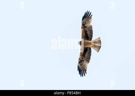 Fase buia avviato Eagle (Hieraaetus pennatus) sulla migrazione su montagne di Eilat, Eilat, Israele Foto Stock