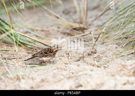 Primo-inverno rustico Bunting (Emberiza rustica) su Vlieland, Paesi Bassi. Una rara vagabonda per i Paesi Bassi Foto Stock