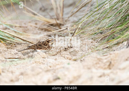 Primo-inverno rustico Bunting (Emberiza rustica) su Vlieland, Paesi Bassi. Una rara vagabonda per i Paesi Bassi Foto Stock