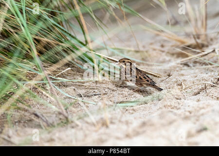 Primo-inverno rustico Bunting (Emberiza rustica) su Vlieland, Paesi Bassi. Una rara vagabonda per i Paesi Bassi Foto Stock