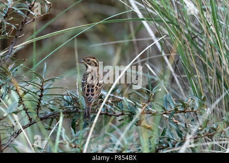 Primo-inverno rustico Bunting (Emberiza rustica) su Vlieland, Paesi Bassi. Una rara vagabonda per i Paesi Bassi Foto Stock