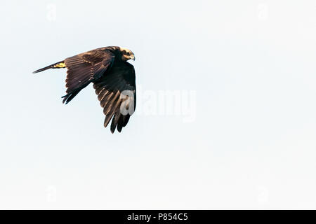 Western Marsh Harrier (Circus aeruginosus) sulla migrazione di autunno lungo la East Flyway europea (via pontica) in Bulgaria. Foto Stock