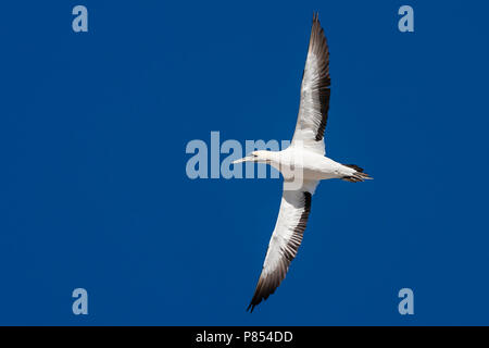 Cape Gannet (Morus capensis) volando sopra la colonia di Isola degli uccelli nella Riserva Naturale del Lambert's Bay, Sud Africa. Foto Stock