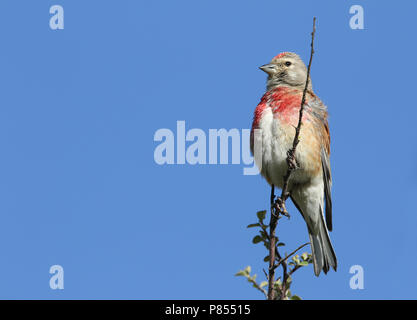 Kneu, comune Linnet, Carduelis cannabina ssp. bella Foto Stock