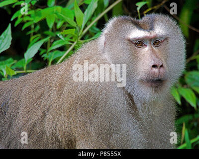 Mannetje Lampongaap, Maschio Southern pig-coda Macaque Foto Stock