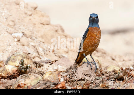 Voce maschile Codirossone (Monticola saxatilis) durante la migrazione a molla a Yotvata, Israele Foto Stock