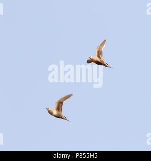 Roodbuikzandhoen, di Castagno sandgrouse panciuto, Pterocles exustus Foto Stock