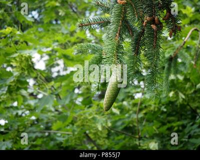 Verde di pini vicino a cono con il liquido che scorre verso il basso vicino fino Foto Stock