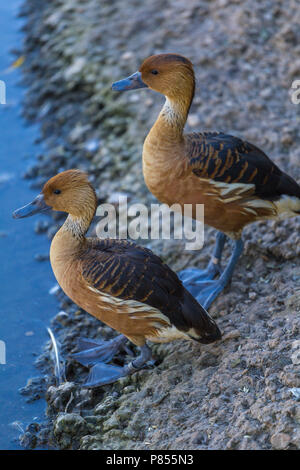 Sibilo errante anatre a Slimbridge Foto Stock