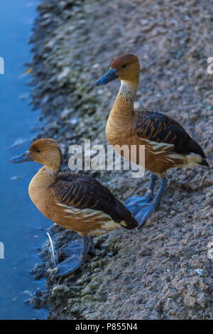 Sibilo errante anatre a Slimbridge Foto Stock