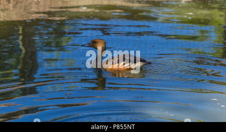 Sibilo errante anatre a Slimbridge Foto Stock