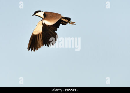 Adulto dallo sperone Plover (Vanellus spinosus) in Israele Foto Stock