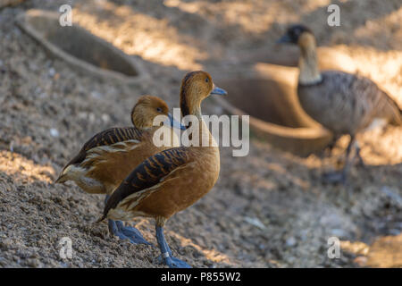 Sibilo errante anatre a Slimbridge Foto Stock