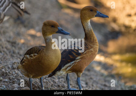 Sibilo errante anatre a Slimbridge Foto Stock