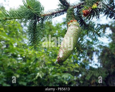 Verde di pini vicino a cono con il liquido che scorre verso il basso vicino fino Foto Stock