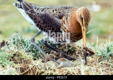 Grutto op nest met eieren; nero-tailed Godwit con uova Foto Stock