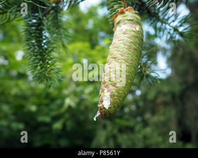 Verde di pini vicino a cono con il liquido che scorre verso il basso vicino fino Foto Stock