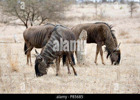 Grazende Blauwe Gnoe; pascolo Gnu blu Foto Stock