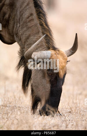 Grazende Blauwe Gnoe; pascolo Gnu blu Foto Stock