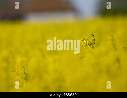 Blue-headed Wagtail, Gele Kwikstaart in koolzaad Foto Stock