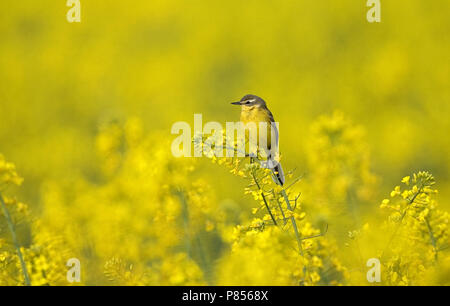 Blue-headed Wagtail, Gele Kwikstaart in koolzaad Foto Stock