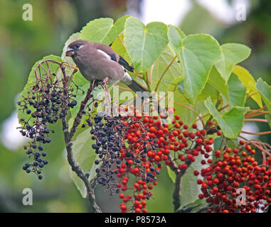 Bruine Goudvink bessen etend, Marrone Bullfinch mangiare i frutti di bosco Foto Stock