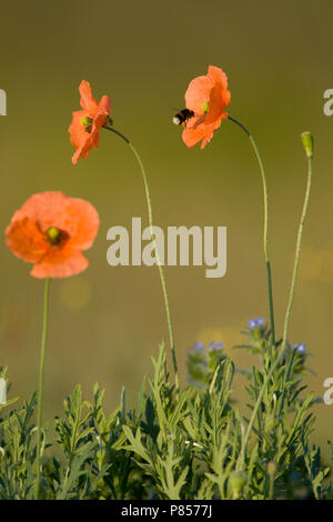 Bleke klaproos incontrato hommel, lunga con testa di papavero con bumblebee Foto Stock