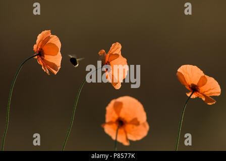 Bleke klaproos incontrato hommel, lunga con testa di papavero con bumblebee Foto Stock