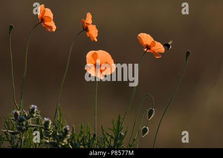 Bleke klaproos incontrato hommel, lunga con testa di papavero con bumblebee Foto Stock