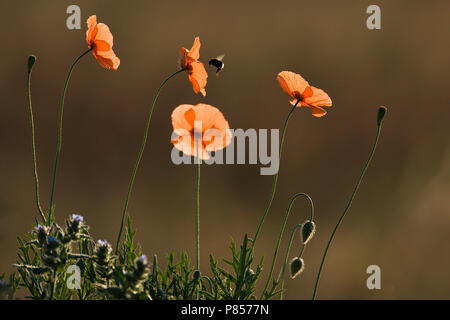 Bleke klaproos incontrato hommel, lunga con testa di papavero con bumblebee Foto Stock