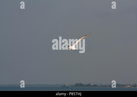 Caspian Tern in volo Foto Stock