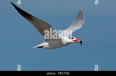 Caspian Tern in volo Foto Stock