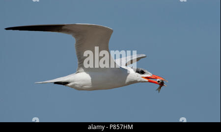 Caspian Tern in volo Foto Stock