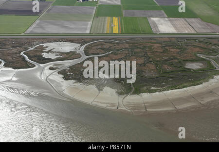 De Schorren è een natuurgebied buitendijks op Texel; De Schorrel è un carattere di marea sulla riserva di texel Foto Stock