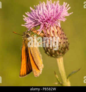 Piccola skipper butterfly Fen Bog, North York Moors Foto Stock