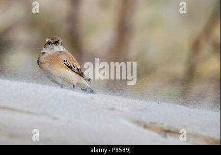 Prima femmina-inverno deserto culbianco seduti sulla sabbia a La Panne beach, Fiandre Occidentali, Belgio. Dicembre 09, 2017. Foto Stock