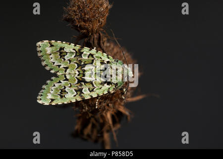 Diana-uil, Merveille-du-Jour, Griposia aprilina Foto Stock