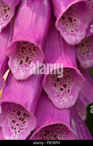 Vingerhoedskruid close up van de bloemen, comune Foxglove close-up di fiori Foto Stock