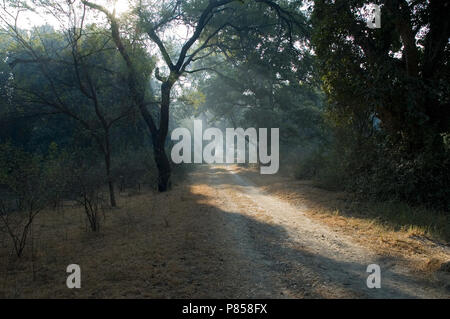 Dirtroad in Bharatpur India Foto Stock