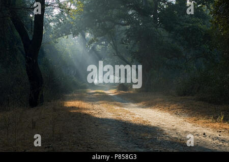 Dirtroad in Bharatpur India Foto Stock