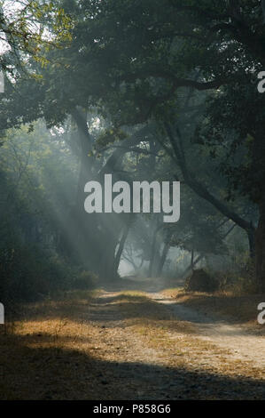 Dirtroad in Bharatpur India Foto Stock