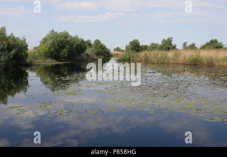 Il Delta del Danubio; Donaudelta Foto Stock