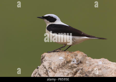 Oostelijke bionda uomo Tapuit zittend op marcisce; Nero orientale-eared culbianco maschio appollaiato sulla roccia Foto Stock