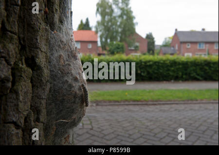 Eikenprocessierups; Oak Processionary Foto Stock