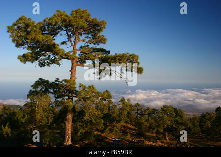 In Dennenbos Nationaal Park del Teide; pineta a Parco Nazionale del Teide Foto Stock