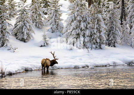 Elk stier in Madison River Foto Stock