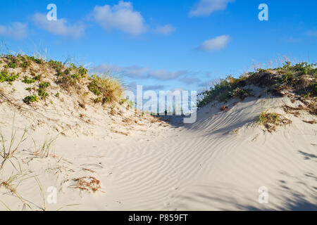 Dune cresciuto con Marram erba e Dewberry sotto un cielo blu, impronte di un animale, probabilmente una volpe, nella sabbia ondulata Foto Stock