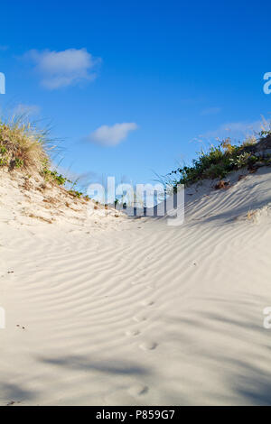 Dune cresciuto con Marram erba e Dewberry sotto un cielo blu, impronte di un animale, probabilmente una volpe, nella sabbia ondulata Foto Stock