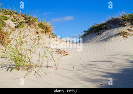 Dune cresciuto con Marram erba e Dewberry sotto un cielo blu, impronte di un animale, probabilmente una volpe, nella sabbia ondulata Foto Stock